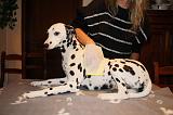 BAIN - DALMATIEN 049